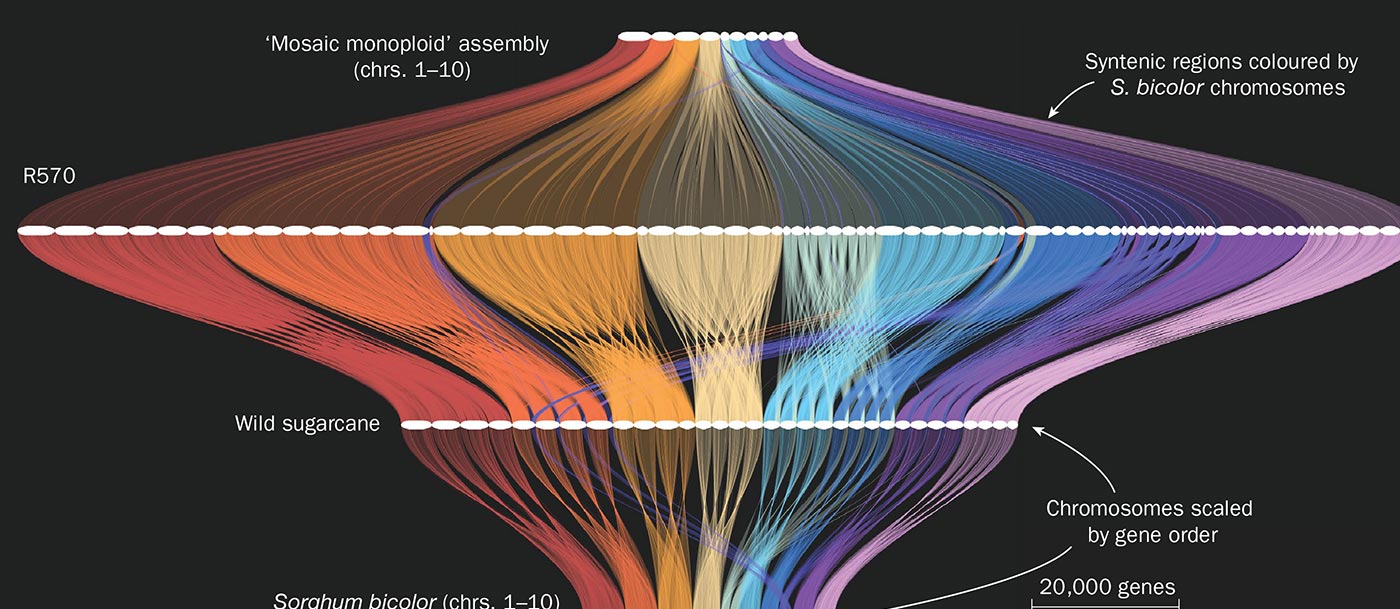 Sugarcane Gene Order Map