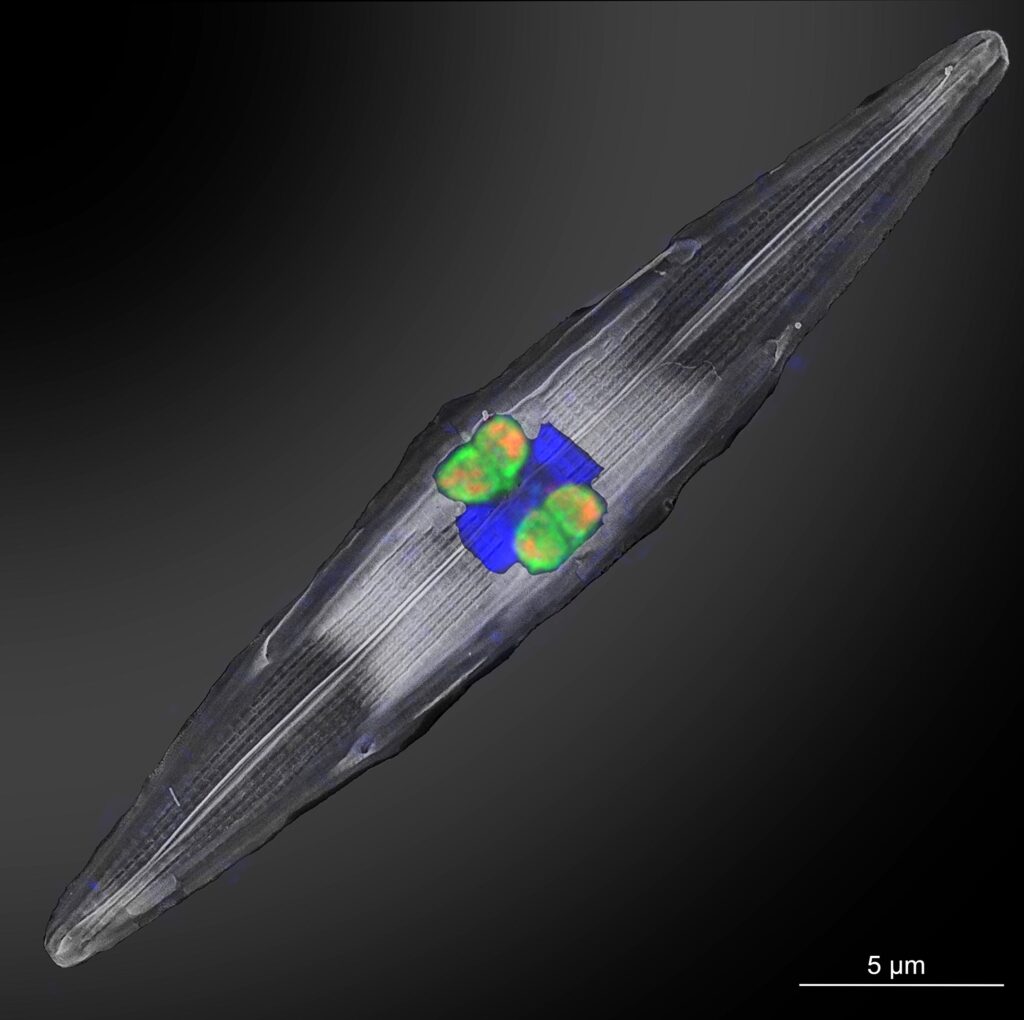 SciTechDaily