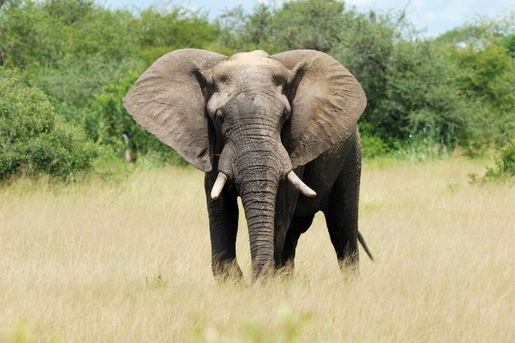 Bull Elephant