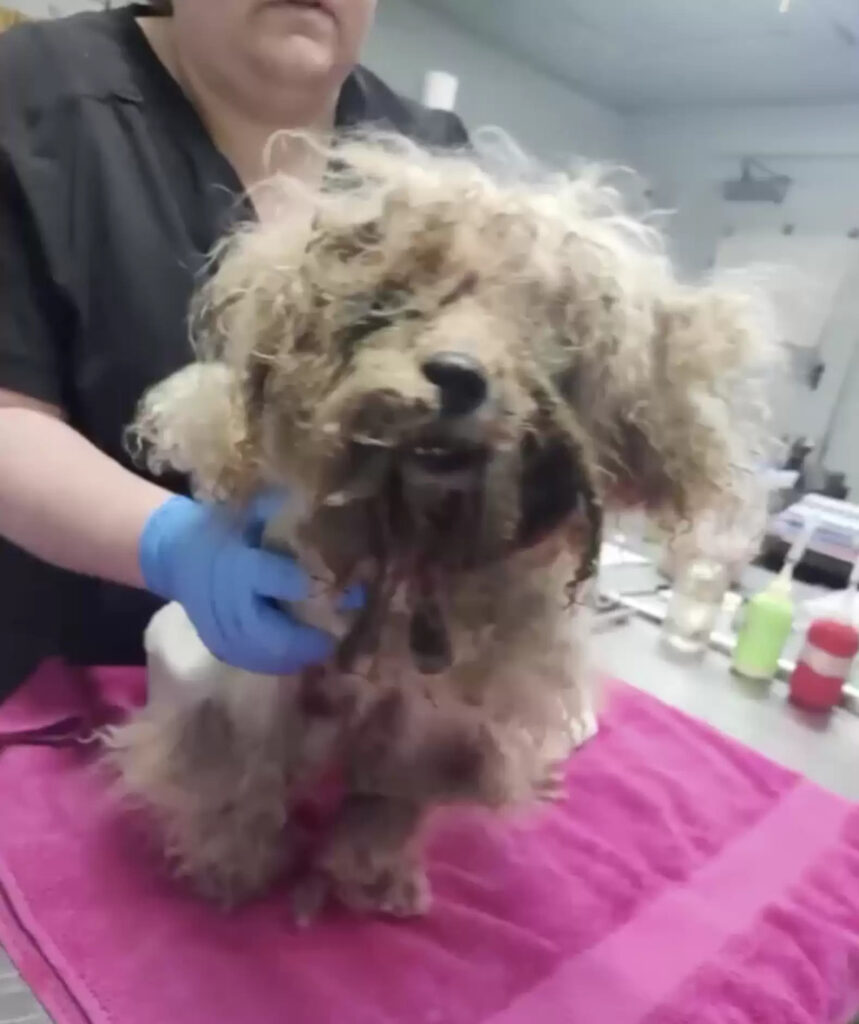 הציל כלב קטן