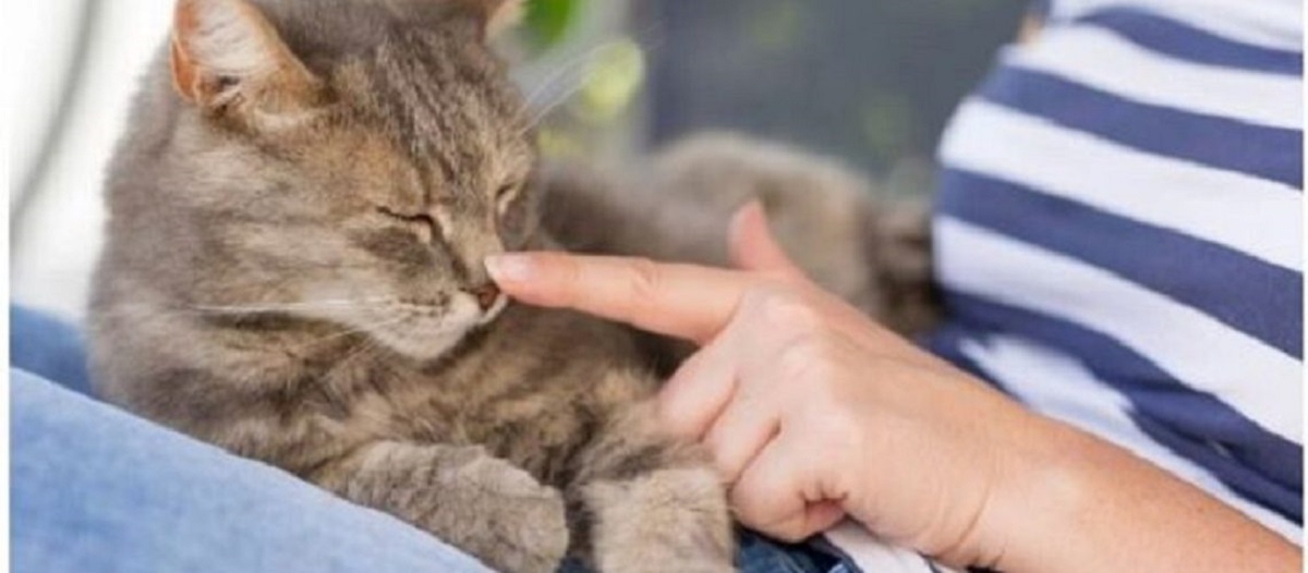 מערכת היחסים בין החתול לבעליו