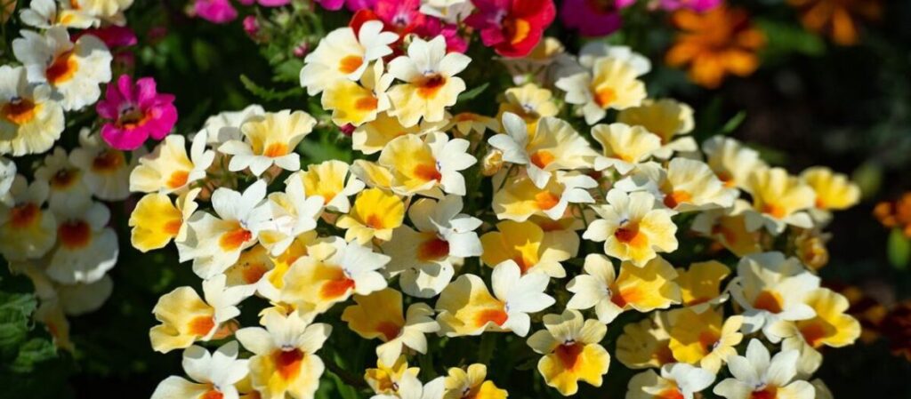 5 צמחי נוי מושלמים להוסיף צבע לגינה שלך ביוני הקרוב