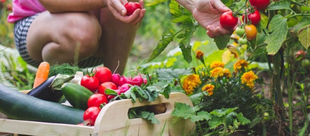 9 ירקות קלים לגידול