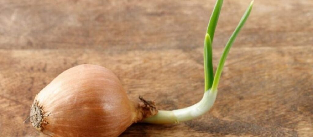 האם בטוח לאכול בצל עם נבטים