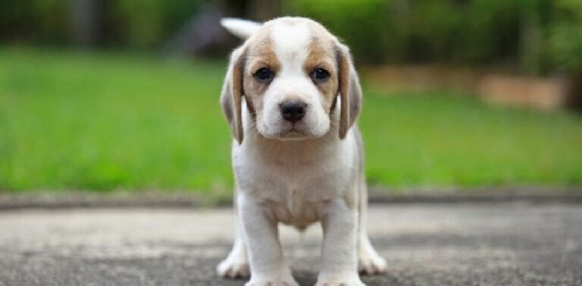 10 הגזעים הכי