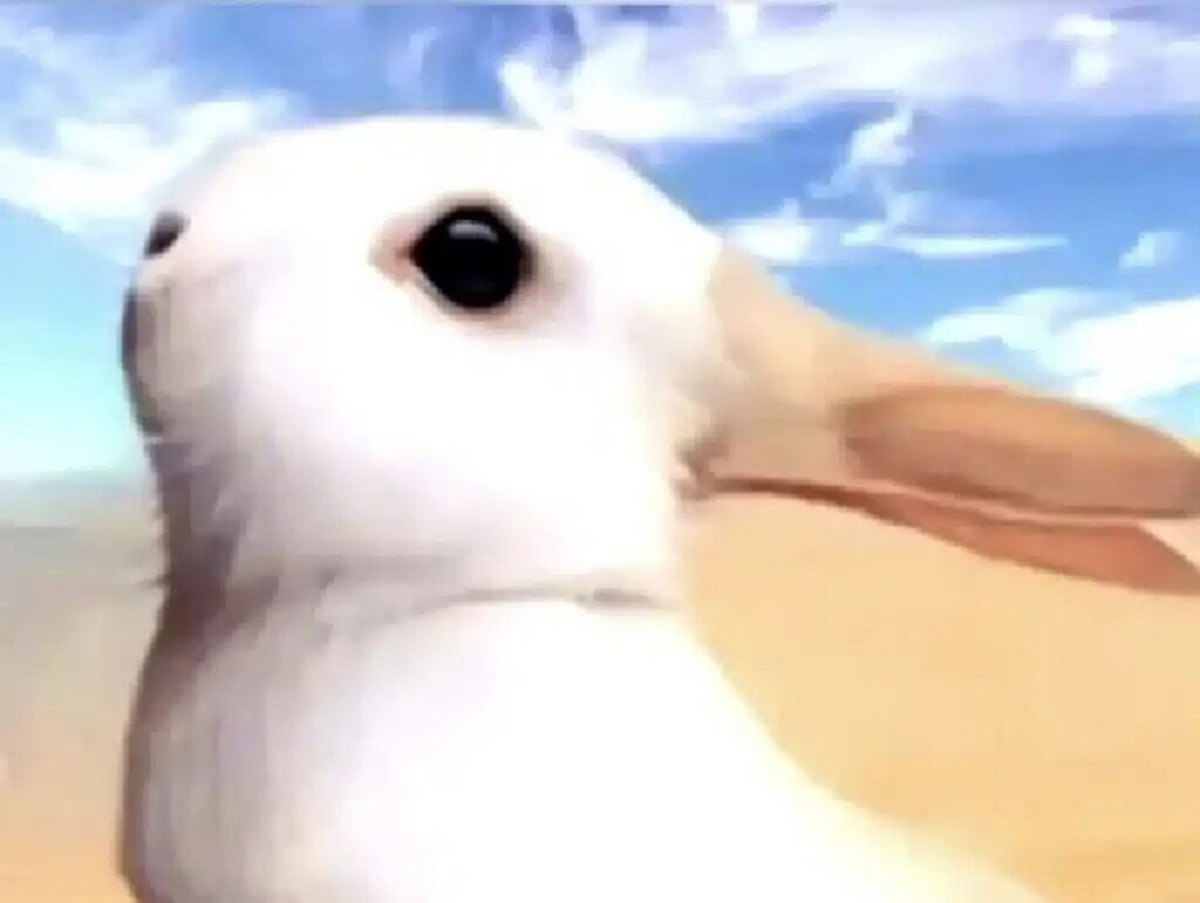 איזה חיה ראיתם קודם