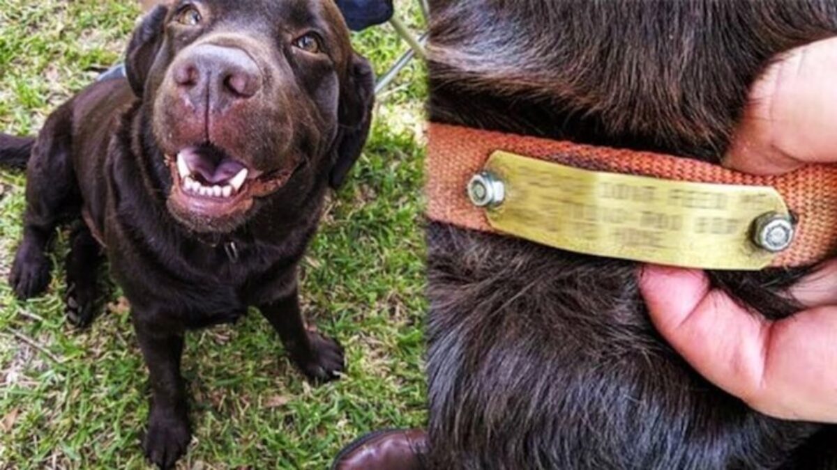 הם האכילו כלב רחוב