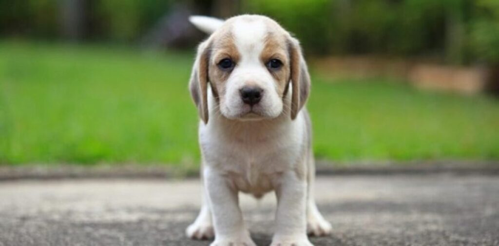 10 גזעי הכלבים הכי חברותיים ואוהבים