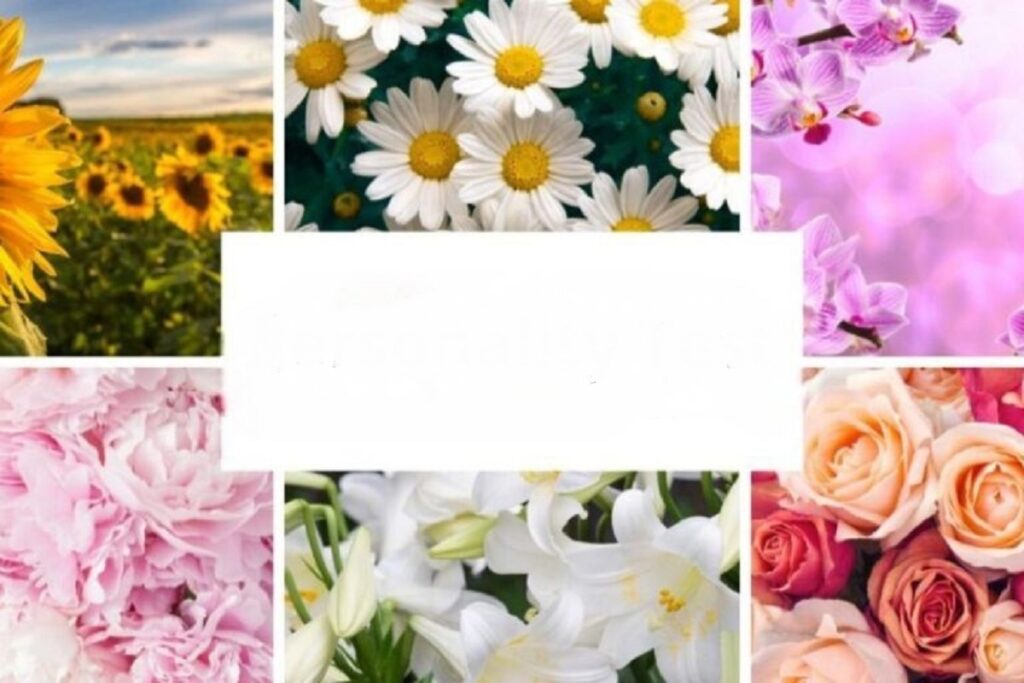 איזו פרח תבחר