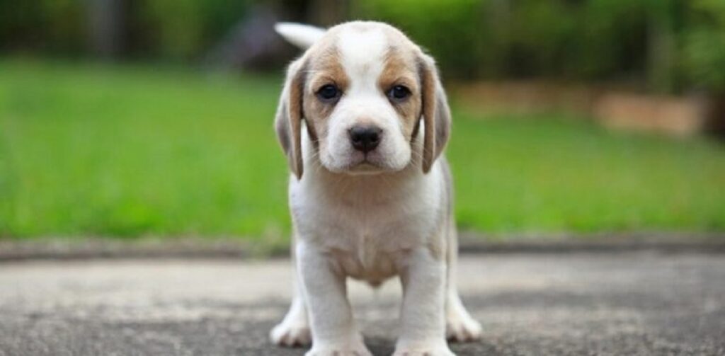 הגזעים הכי אוהבים וחברות