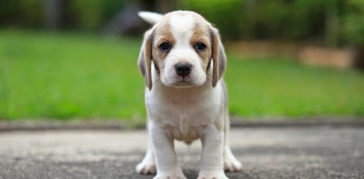 הגזעים הכי אוהבים וחברות