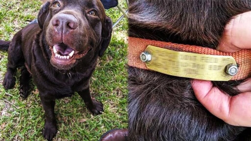 הם האכילו כלב עזוב