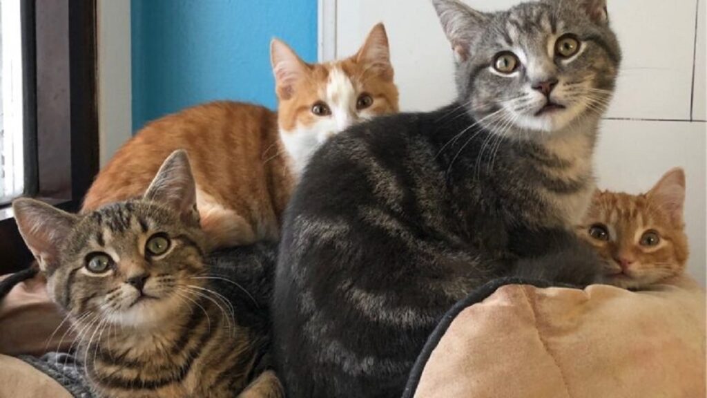 והבעלים נותר בהלם