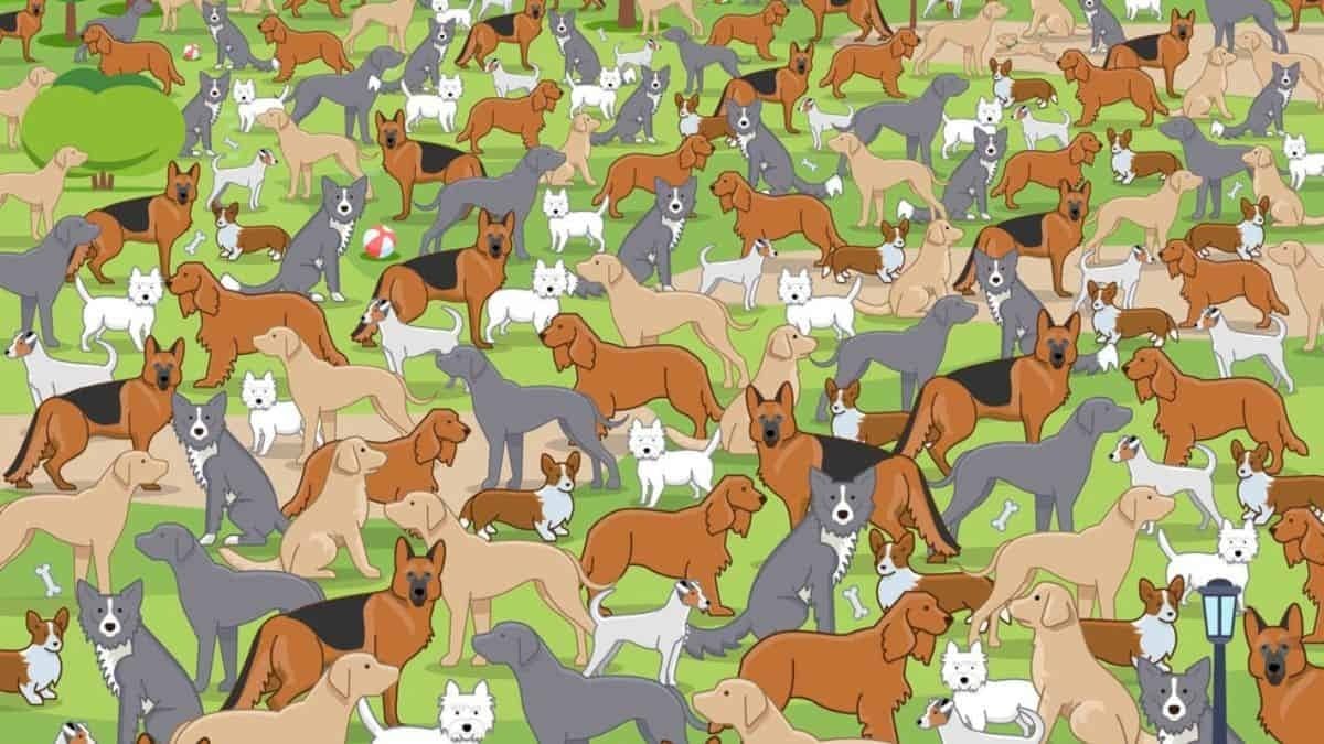 אתה מזהה גור כלבים בתוך 17 שניות