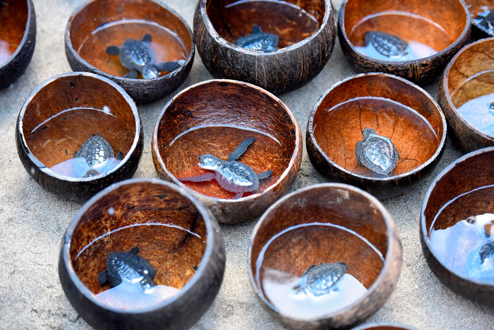 מדגרי הצב של מלונות.