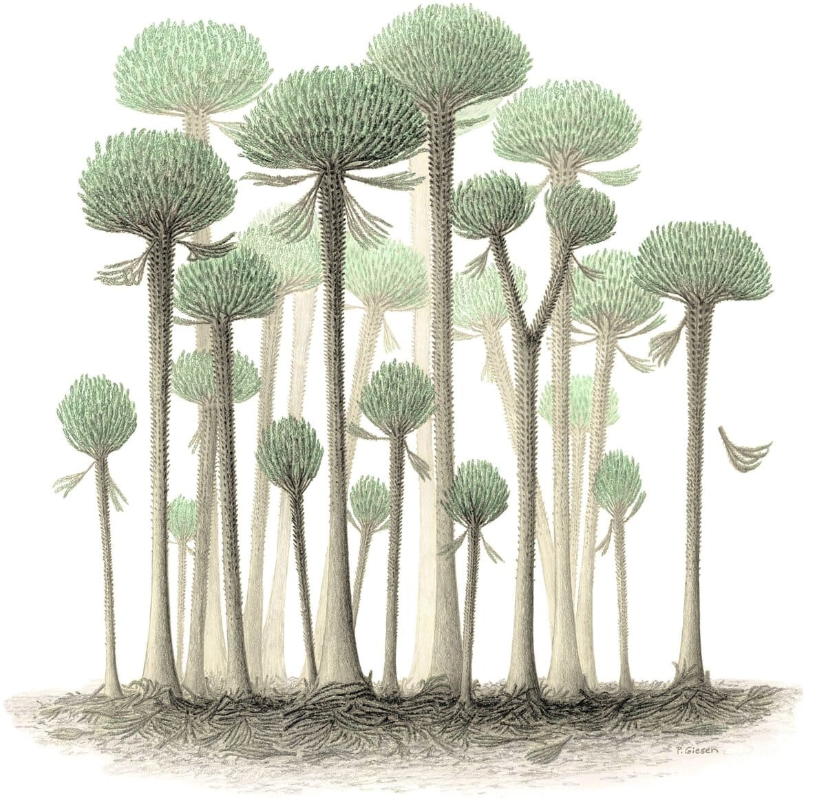 בן 390 מיליון שנים