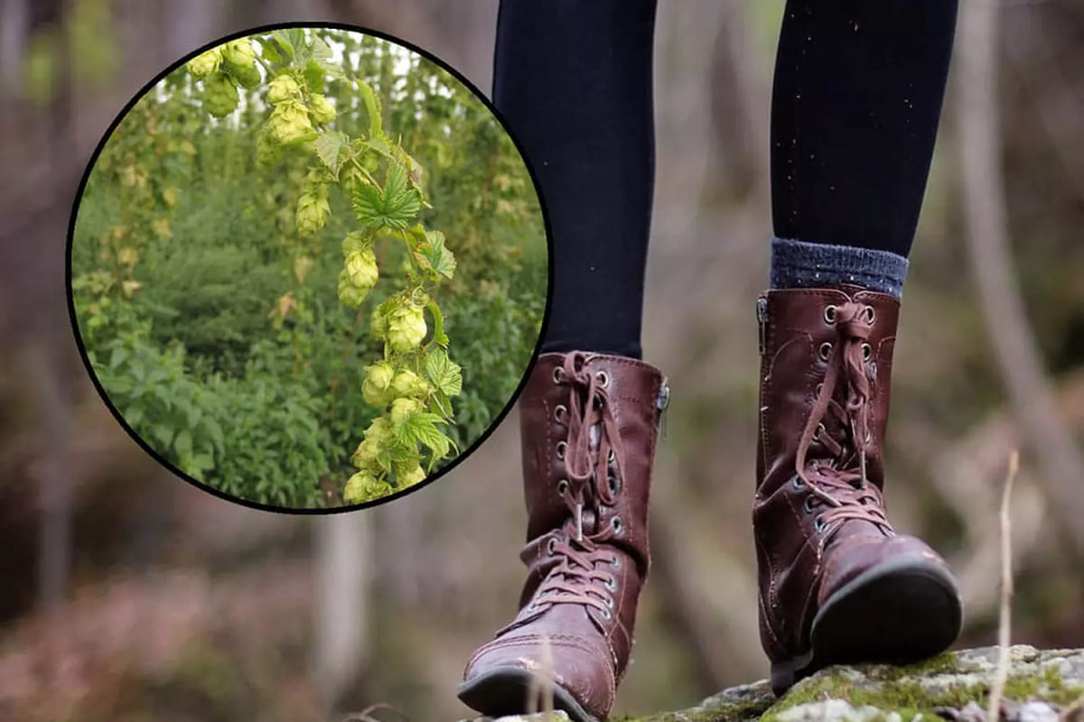 האוצר הירוק שמתחת לרגליים