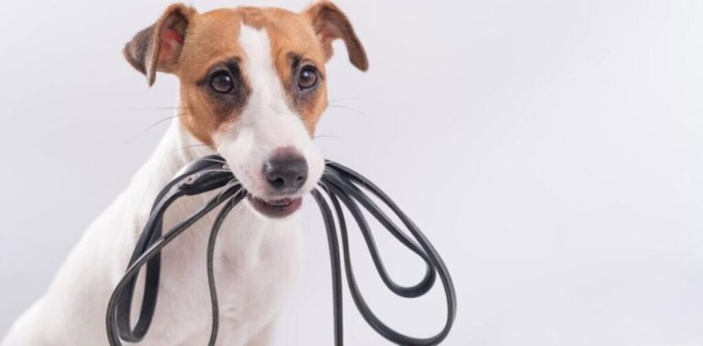 הכלב להליכה