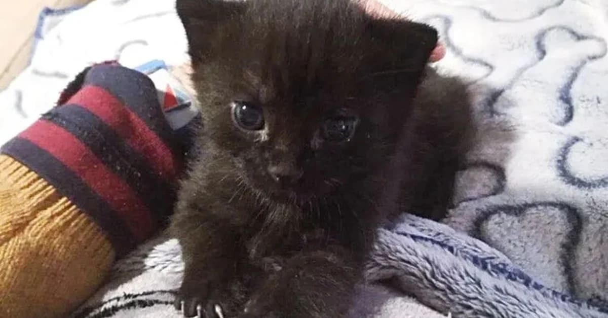 כדי להודות למי שהציל אותו