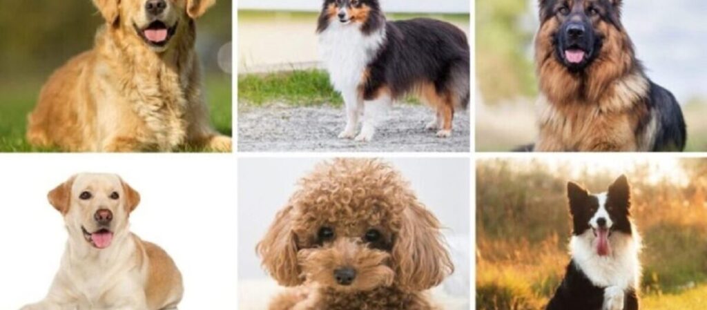 מדריך לבחירת כלב מושלם