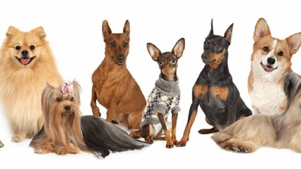 איזה כלב הייתם מאמצים