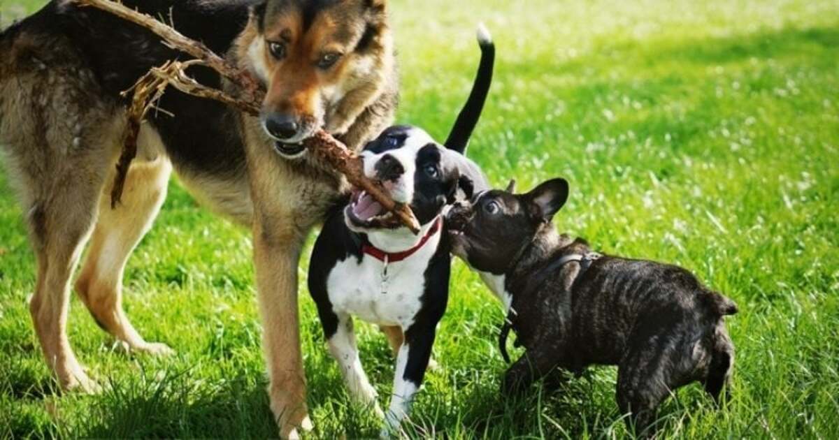 וטרינרים מבקשים