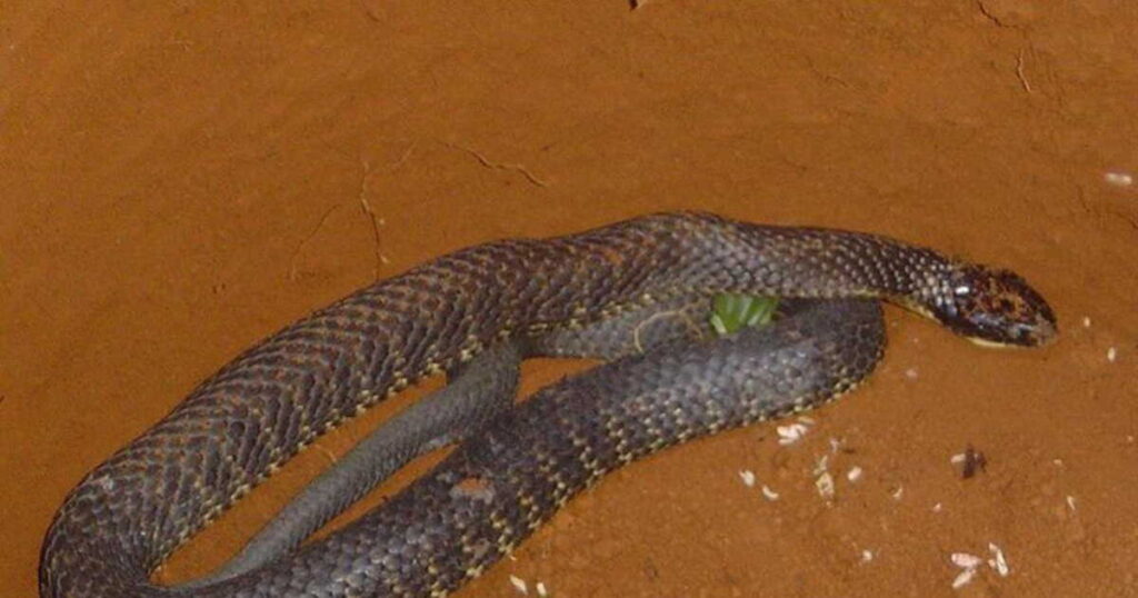 מחקר חדש חושף