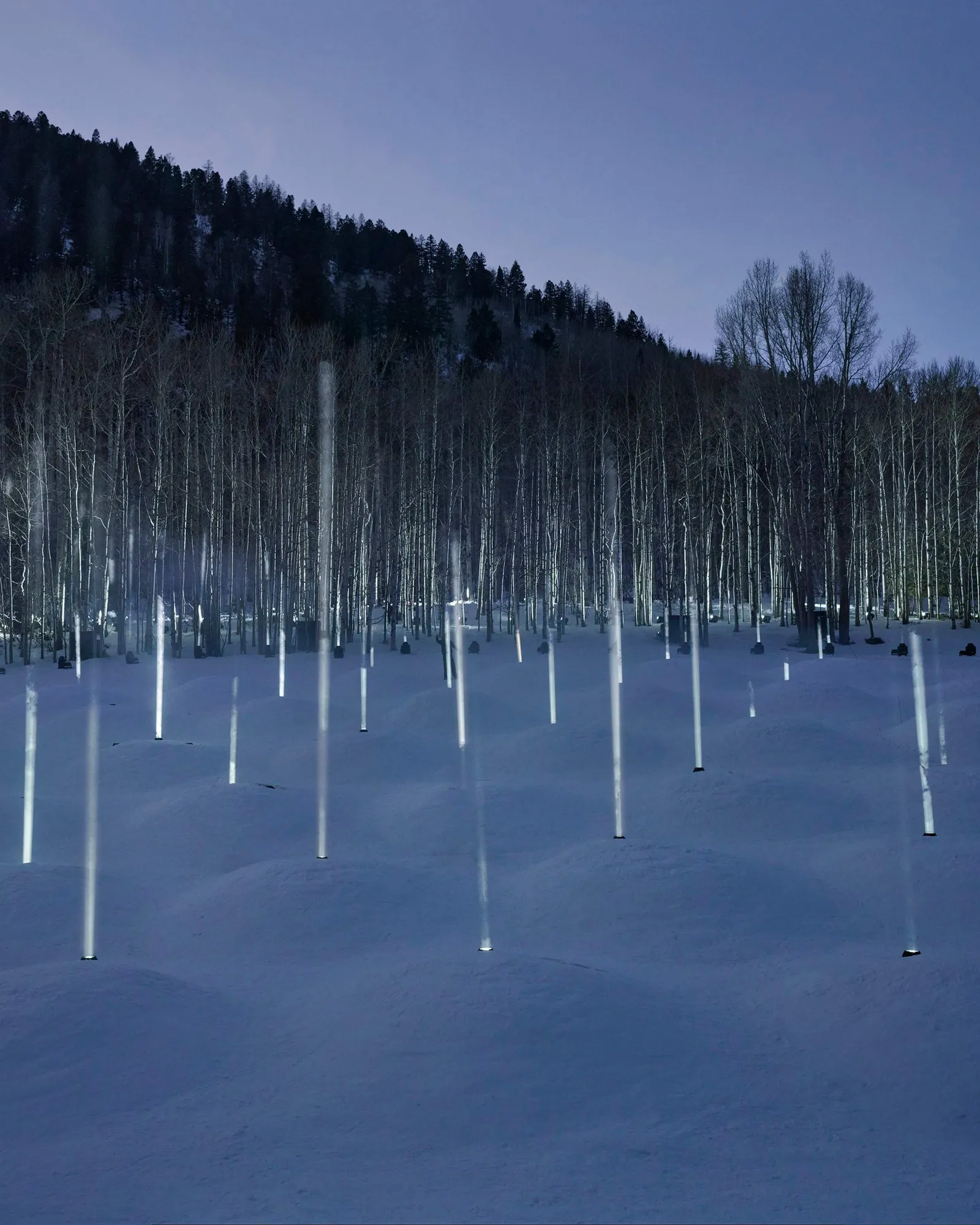 התמונה עשויה להכיל צמח עץ טבע בחוץ נוף ארץ צמחייה יער קרקע חורש אשוח ואדם