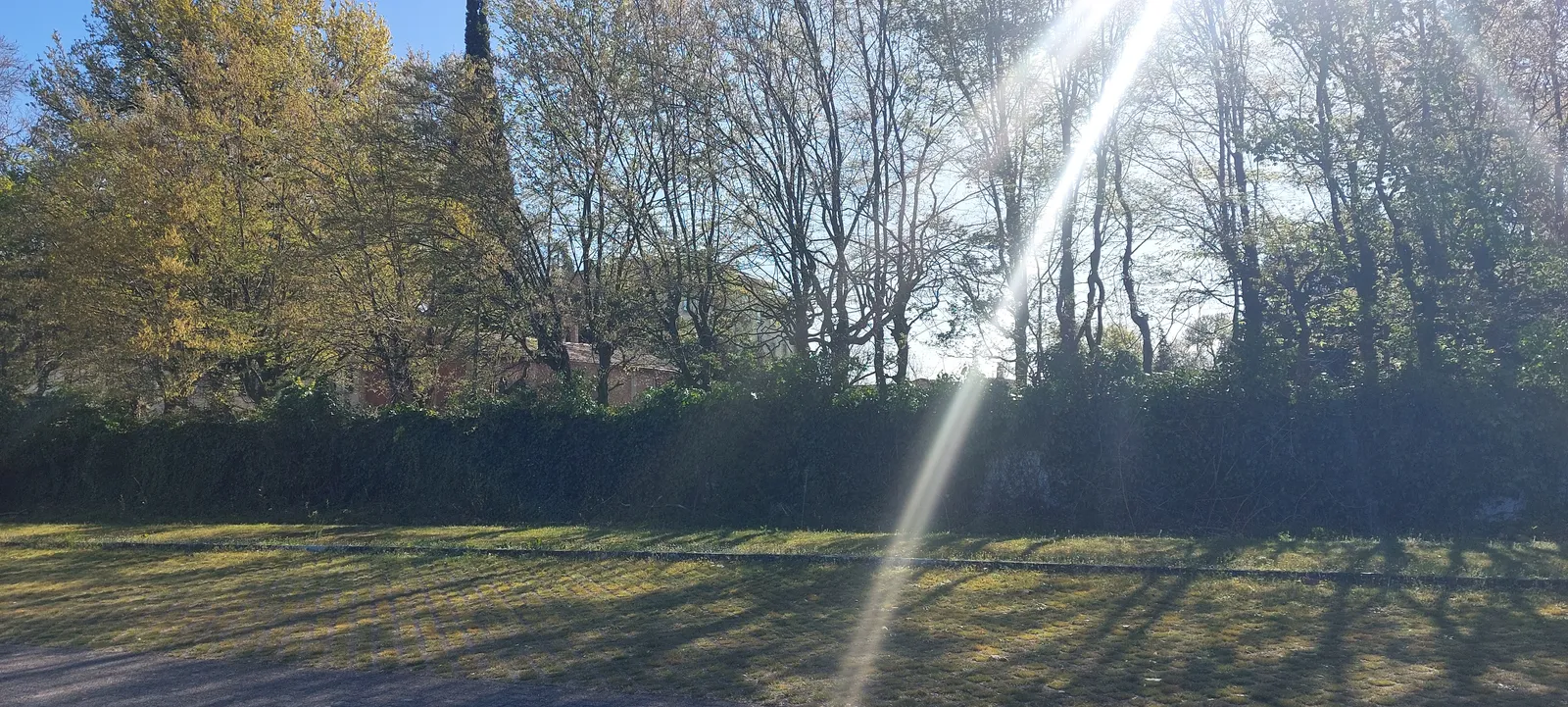 התמונה עשויה להכיל צמח דשא צמחייה אדמה טבע בחוץ עץ יער חורש שמיים ופארק