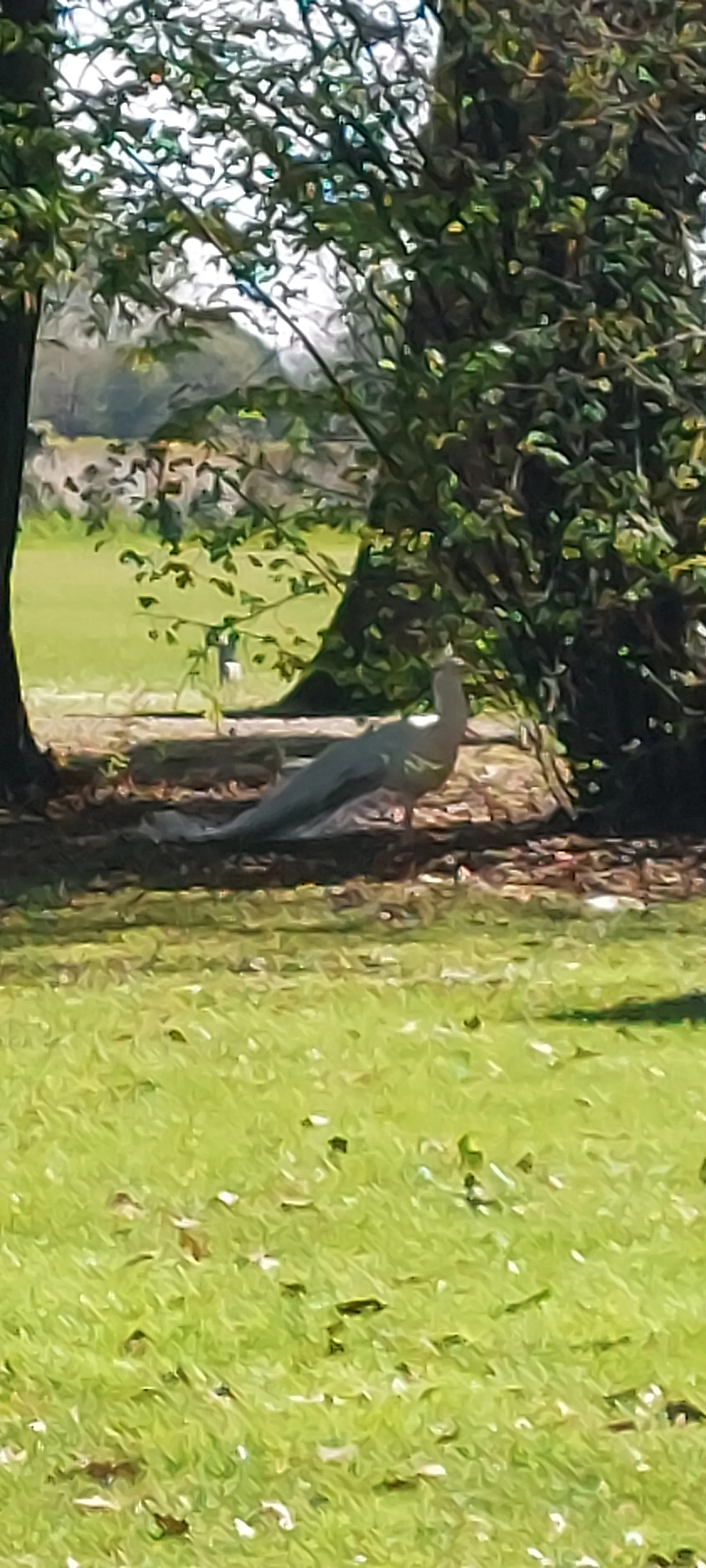 התמונה עשויה להכיל צמחייה צמחיית עץ חורש אדמה טבע בחוץ יער כושר פילאטיס ספורט ואימון