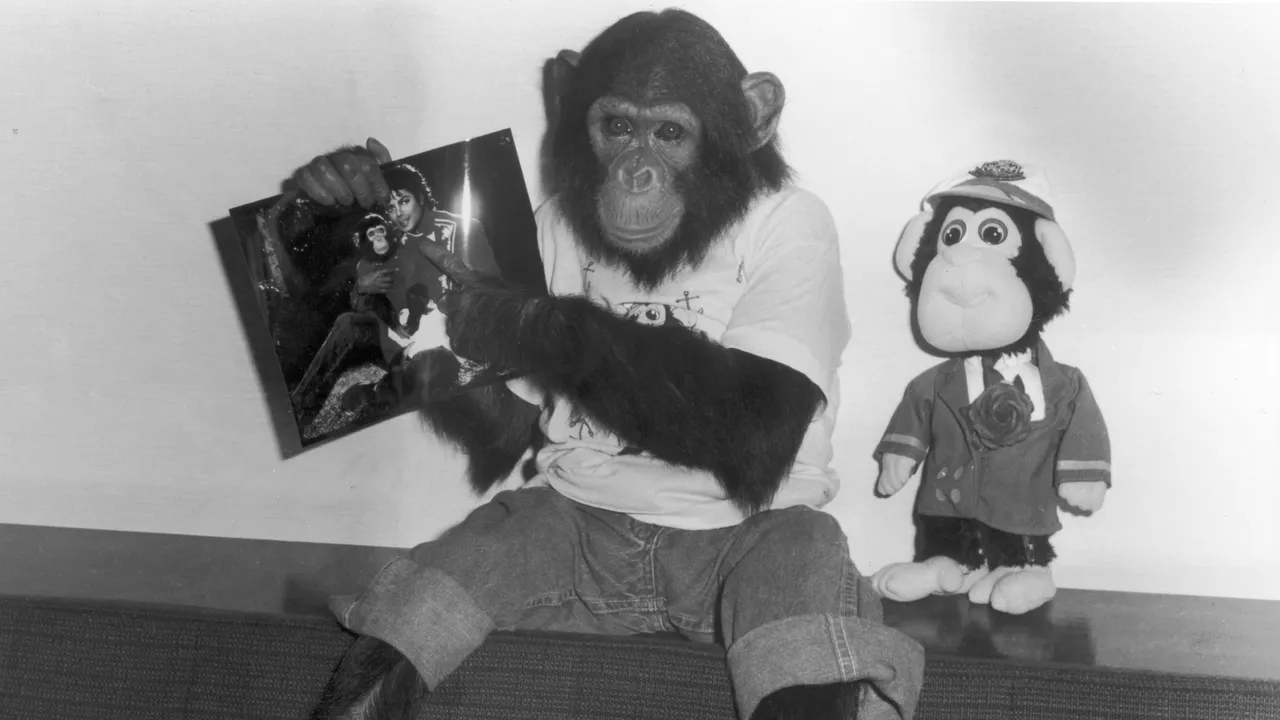 מה קרה לבאבלס, שימפנזה המחמד של מייקל ג'קסון?